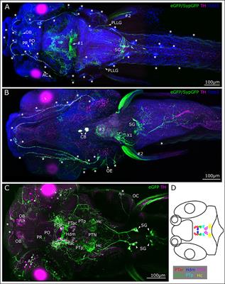 Projections of the Diencephalospinal Dopaminergic System to Peripheral Sense Organs in Larval Zebrafish (Danio rerio)